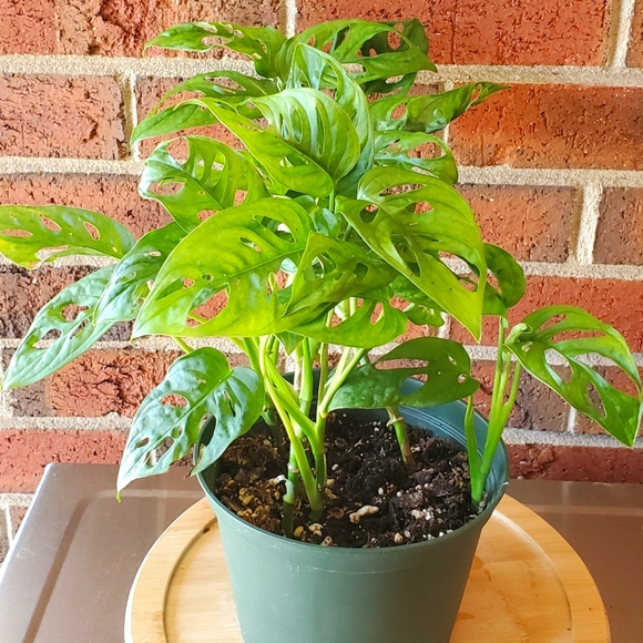 Other - 🌱Monstera Adansonii | 4" pot